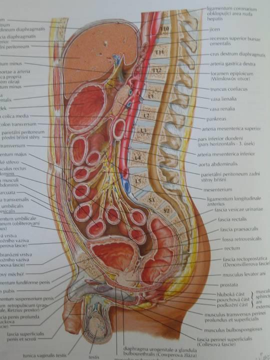 = Morisonův prostor 4 u flexura duodenojejunalis 3 u ostium