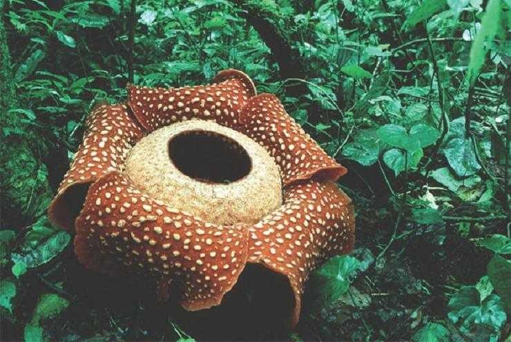 Rafflesia