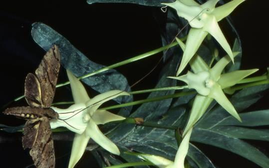 Opylování orchidej Angraecum