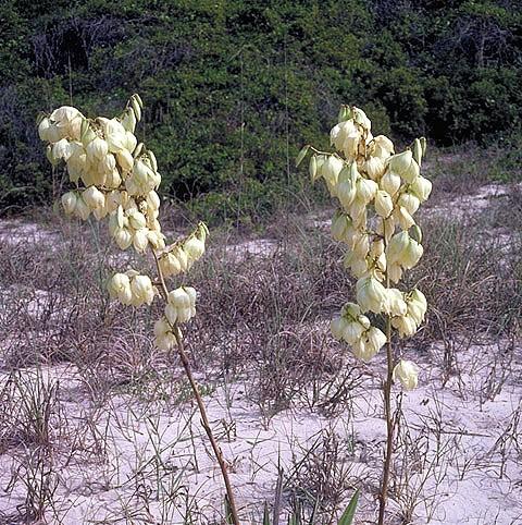 Opylování: Yucca Tegiticula nekonzumuje ani pyl, ani nektar; dospělé můry nepřijímají žádnou potravu z můřích vajíček se líhnou housenky ve chvíli, kdy semena dozrávají;