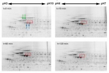 2.2. Odstraně ní albuminu a IgG Obr. 1. Identifikace proteinů indukovaných tepelným šokem v CHO buňkách (katalogové číslo C856) a ASB-14 (katalogové číslo A1346).