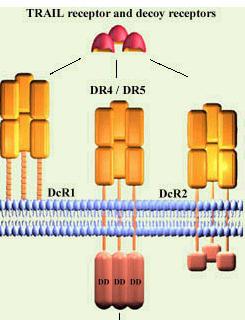TRAIL selektivní indukce apoptózy u celé řady nádorových buněk, ne však u většiny normálních (na rozdíl od TNF, Fas) možnost interakce s pěti různými