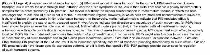 ABC transportery a