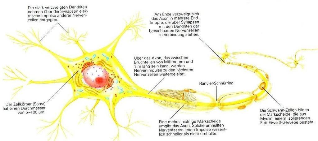 Struktura nervové buňky Rozvětvené dendrity vedou přes svá kontaktní místa (synapse) elektrické impulzy dále z jiných nervových buněk.