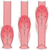 FYZIOLOGIE CÉVNÍHO SYSTÉMU 1 CÉVNÍ SOUSTAVA Cévní systém má podobu uzavřené soustavy trubic, kterou tvoří tepny (arteriae) a žíly (venae).