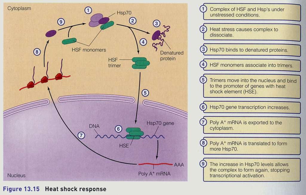 Poikilotermie - teplo Heat shock proteiny