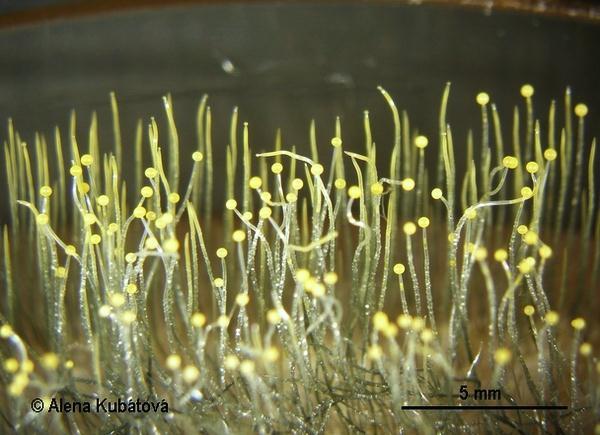 sporangium