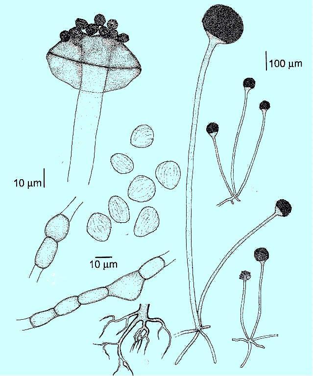 Rod Rhizopus (kropidlovec) s hojným druhem R.