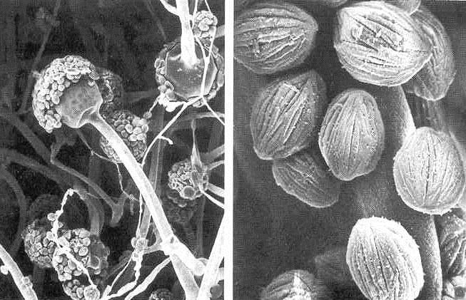 Věšina druhů je schopna zkvašovat cukry. Druhy R. microsporus a R.