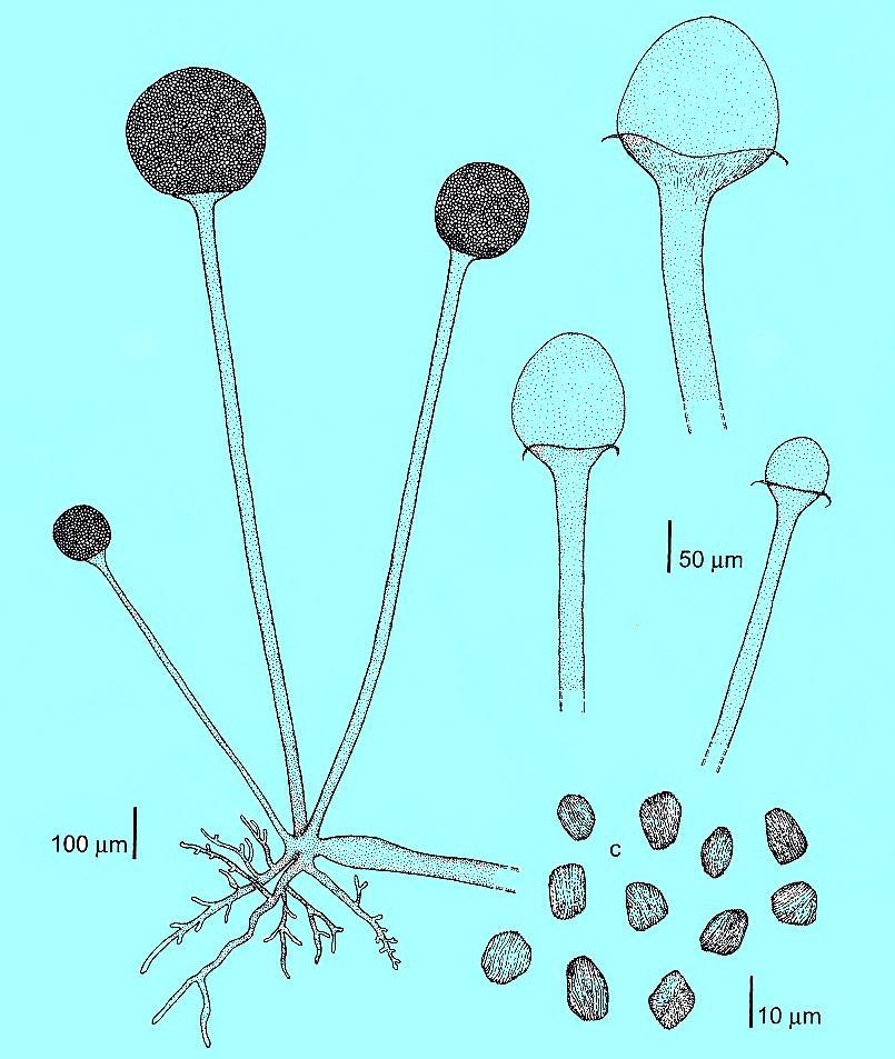 Rhizopus stolonifer