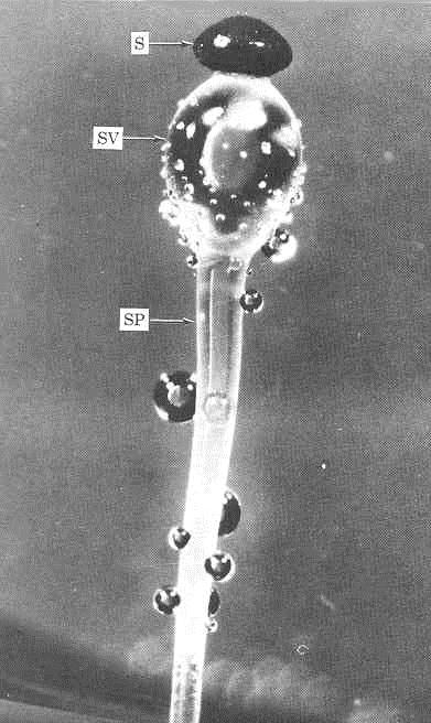 Rod Pilobolus (měchomršť) vytváří pod sporangiem subsporangiální vak, ve kterém se hromadí tekutina.
