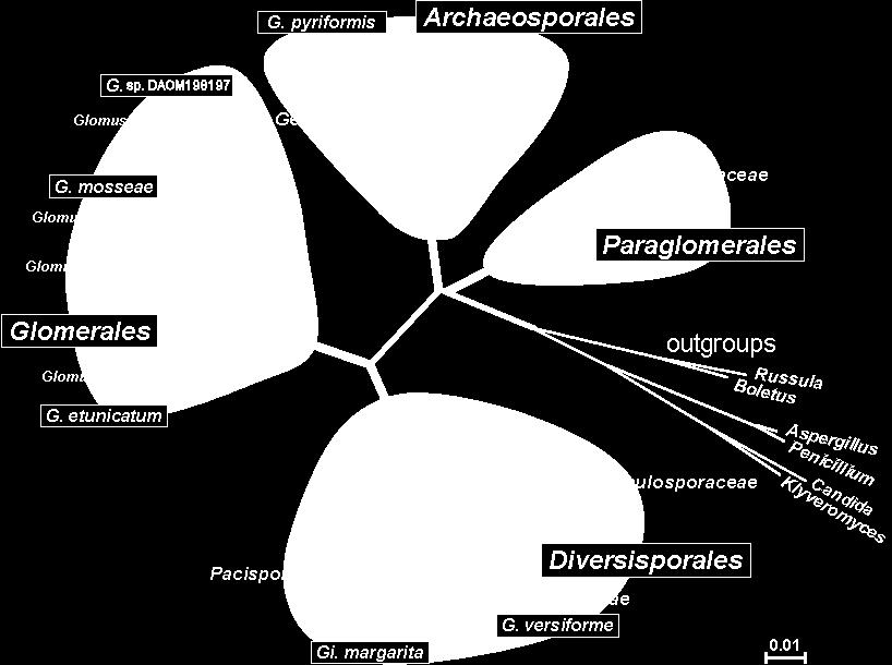 Uvedené dva řády ( Glomerales a Geosiphonales) jsou dnes na základě předevsím fylogenetických studií na molekulární úrovni kladeny do nové hierarchickéjednotky na vysoké úrovni - Glomeromycota.