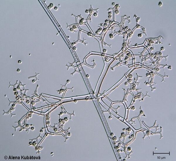 Druh Thamnidium elegans Dichotomicky větvené sporangiofory s velkým množstvým sporangiol.