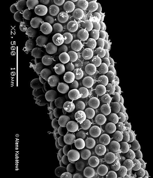 Mycotypha