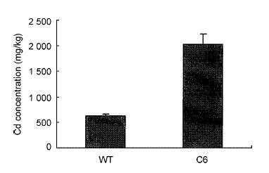 GENETICKÉ ÚPRAVY ROSTLIN Experiment Transgenní a wild-type tabák byly kultivovány s 300 μmol/l Cd 2+ 10