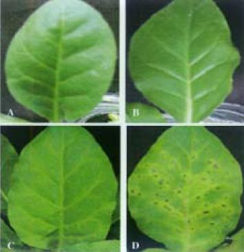 , Journal of Integrative Plant Biology (2006) 48:928 937 List C6 před kultivací List WT před kultivací