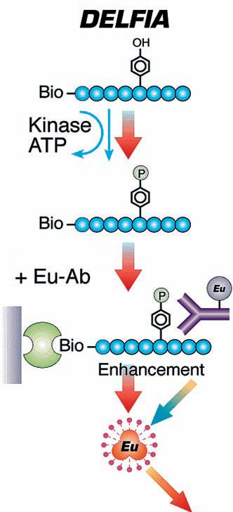 DELFIA příklady dalších aplikací Stanovení aktivity kináz enzymy proteinkinázy fosforylují určité aminokyseliny v peptidickém řetězci posouzení úrovně fosforylace pomocí Eu-značených protilátek proti