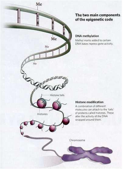 What is epigenetics?