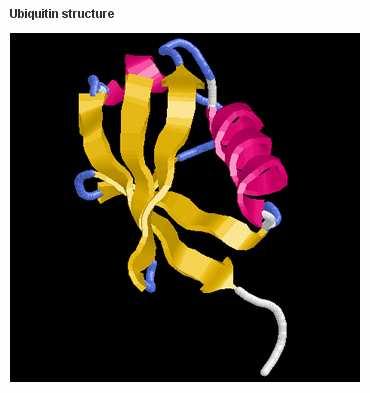 Ubiquitination of histones has been reported in vivo although the most prevalent ubiqutination occurs