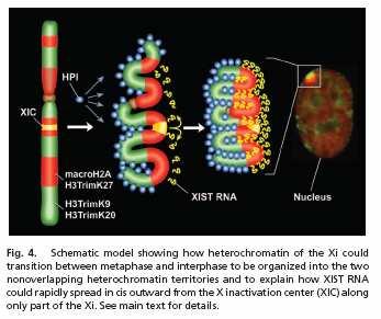 Inaktivace X chromosomu ve