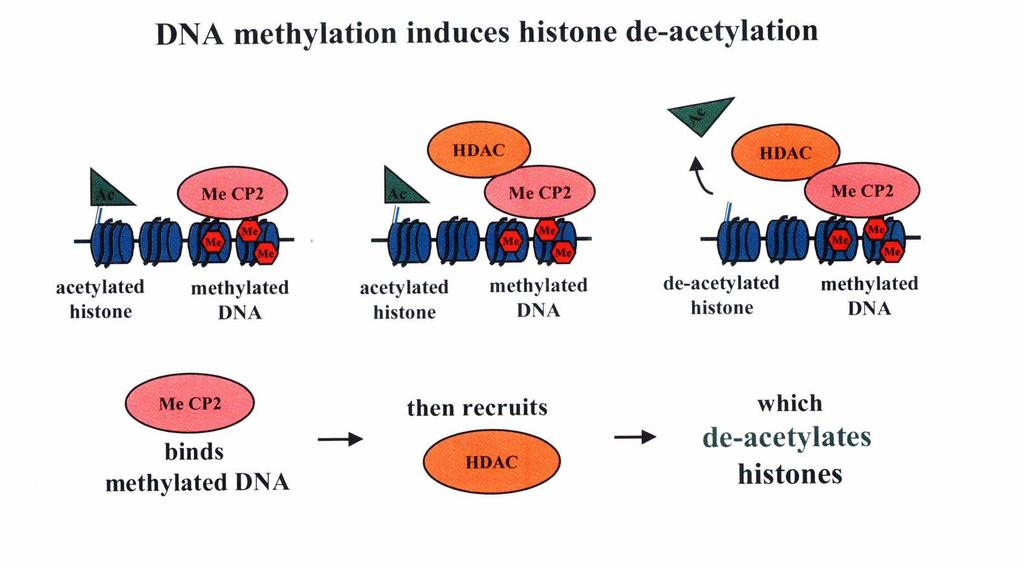 INAKTIVITY MeCP2: Methyl-CpG binding