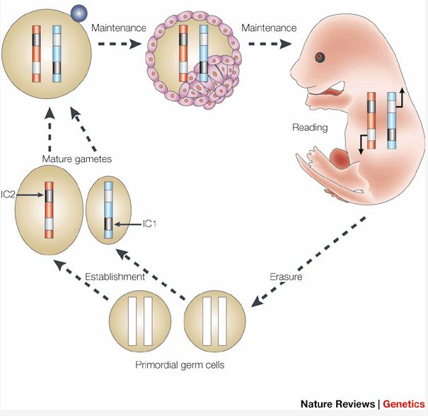 IMPRINTING Myší embryo: samičí alela je zamethylována, nevyjadřuje se Dospělý jedinec: obě