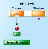 HPs se skládají z vysoce konzervativních oblastí: a) N-terminální chromodomény (CD) b) strukturálně odvozené C-terminální chromoshadow domény