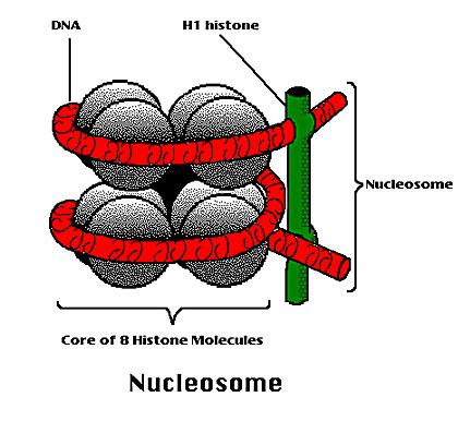 N-koncové oblasti histonů H2A, H2B H3a H4 (délka 16-44 aminokyselin nejsou součástí jádra nukleosomu,
