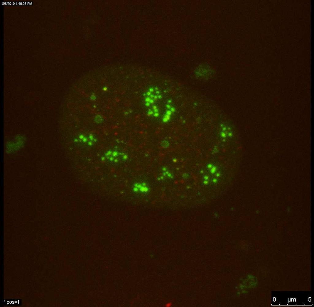 MEF cells