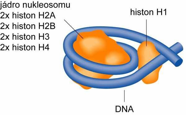 1. Buňka může existovat i bez významně redukovaného množství H1. 2. H1 varianty nejsou hlavní determinanty buněčného fenotypu. 3.
