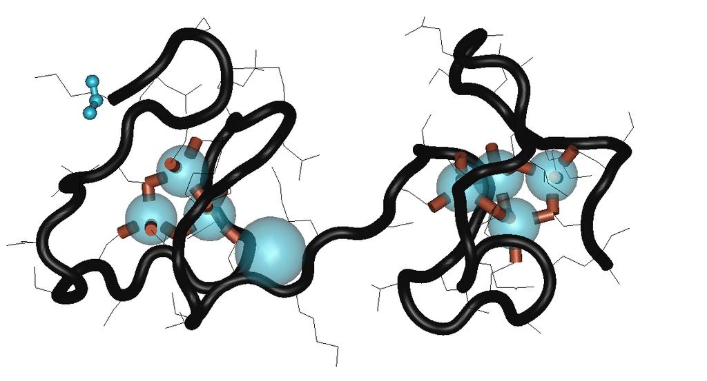 Počet aminokyselin II. Metalothionein Metalothionein protein Intracelulární, nízkomolekulární, na cystein velmi bohatý protein (6 10 kda). Metalothionein se skládá ze dvou vazebných domén α a β.