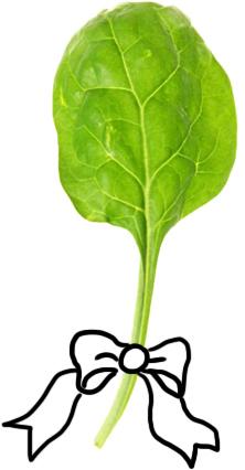 Nutričně je špenát velmi zajímavá zelenina, která se řadí mezi významné zdroje kyseliny listové. Ta je zásadní zejména pro ženy, které se chystají otěhotnět nebo jsou na počátku těhotenství.