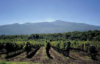 Girolamo Russo SICÍLIE Etna Girolamo Russo, butikové vinařství ze severních svahů Etny, oblasti Passopisciro, místa znovuzrození velkých červených vín, pojmenoval Giuseppe po svém otci v době, kdy