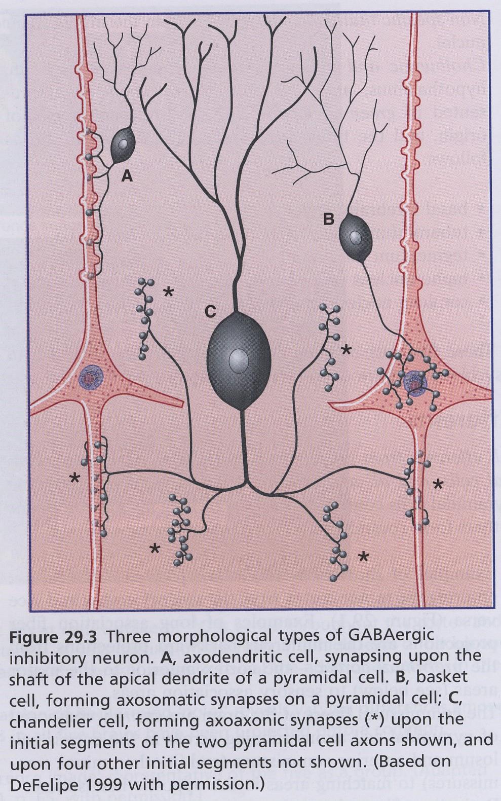 Inhibiční neurony GABA + neuropeptid