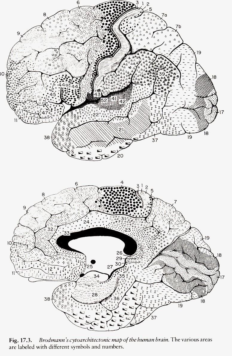 K.Brodmann, 1907,