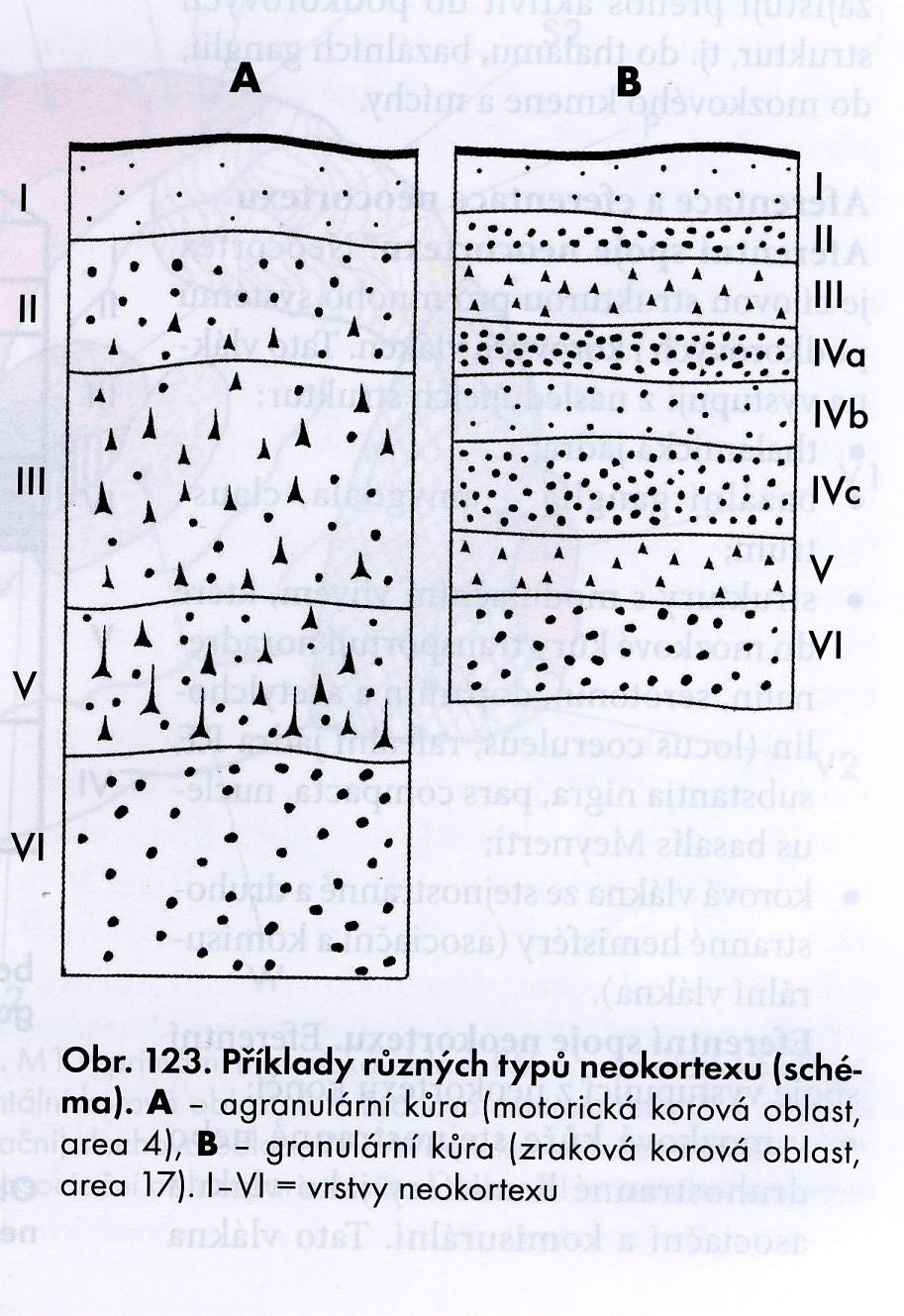 A = Agranulární