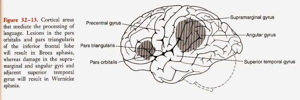 Řečové korové oblasti Broca : motorická afázie - pacient ztrácí schopnost mluvit, jednotlivá slova nebo slabiky, je zachována schopnost porozumět řeči. Často kombinace s agrafií (area 44 a 45).
