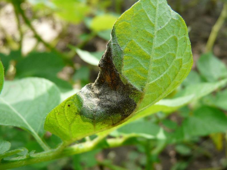 Phytophthora infestans si dokáže vytvořit