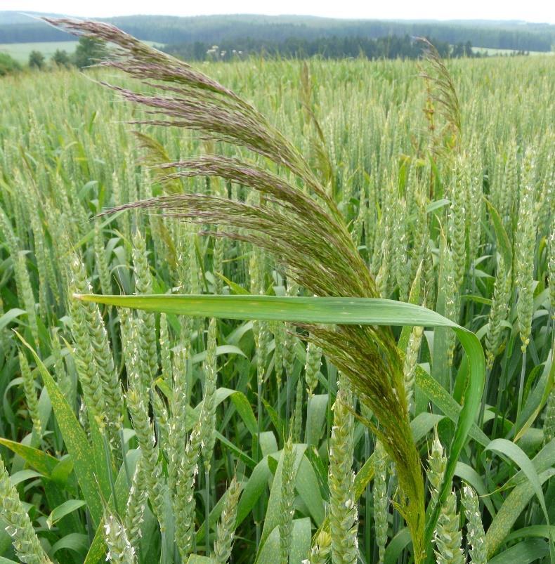 Obrázek 4: Chundelka metlice - častý plevel v obilninách, k jehož