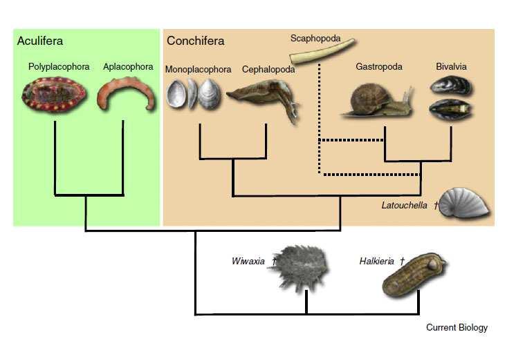 Obr. 1: Současné vztahy mezi měkkýši (převzato z práce [23]) Skupiny schránkovců (Conchifera) a paplžů (Aculifera) stojí vedle sebe na stejné úrovni.
