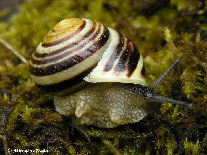 Páskovka keřová Cepaea hortensis (O.F.Müller, 1774) Tento plž je charakteristický velkou variabilitou zbarvení své drobné, maximálně 21 mm velké ulity.