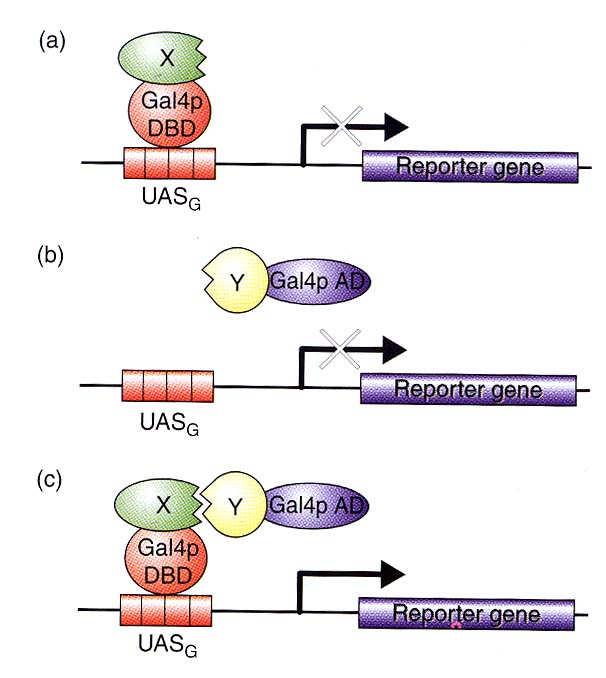 Dvouhybridní systém ke studiu interakce proteinů Hybridní protein Gal4p-X se váže na promotor, ale není schopen aktivovat transkripci reportérového genu