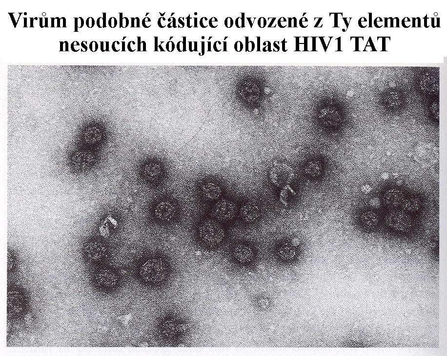 Virům podobné částice odvozené z Ty elementů nesoucích kódující oblast HIV1 TAT Ty-element: 30-40 kopií v genomu S.