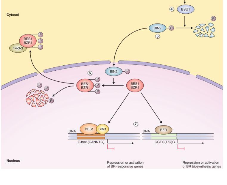 Identifikace nových transkripčních faktorů interagujících s BES1 22 Cytozol BES1 + BIM1 (BES1-interacting Myclike 1) BES1/BIM1 heterodimer Aktivace genové exprese vazbou k E-boxu Jádro Represe nebo