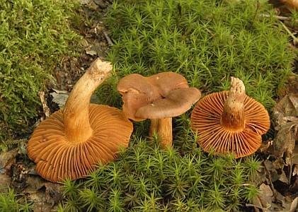 UTB ve Zlíně, Fakulta technologická 32 1.4.8 Pavučinec plyšový (Cortinarius orellanus) Tato houba způsobuje nefrotoxický syndrom (viz kapitola 1.3.6).