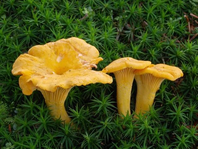 Lupeny jsou v mládí žlutavé, zakryté pavučinovým závojem, později oranžově hnědé a v dospělosti skořicově hnědé, se zanechanými stopami závoje na okraji klobouku, a především na třeni, kde vytváří