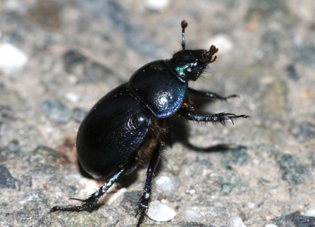 Obrázek 10, 11: Anoplotrupes stercorosus (Zicha, 2009). 2.4.3 Motýli Lepidoptera Dospělí jedinci mají dva páry blanitých křídel, na spodní straně hlavy je savé ústrojí (sosák).