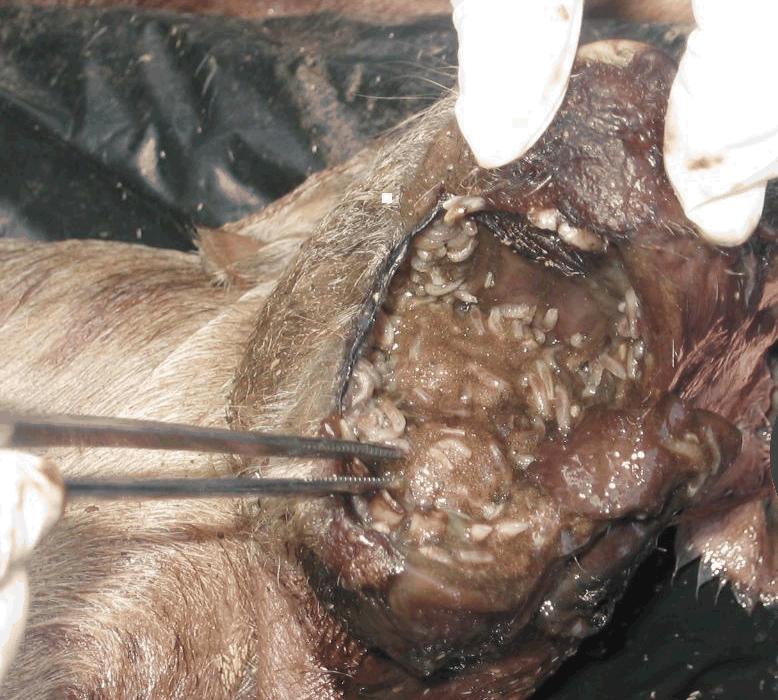 Obrázek 20: Fotografie ze dne 9. 4. 2008. Vývoj larev v ústním otvoru selete č. 2 (Foto autor, 2008).