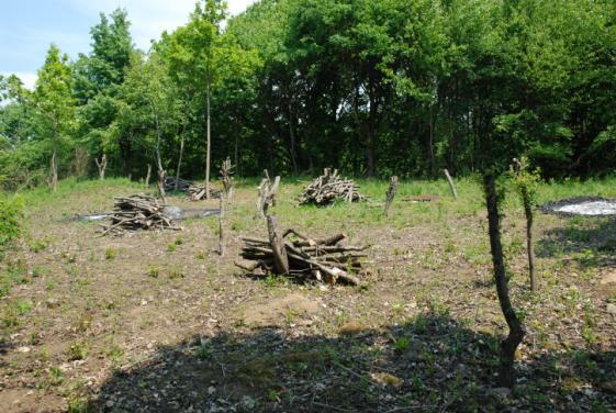 solitérní dřeviny Obr.