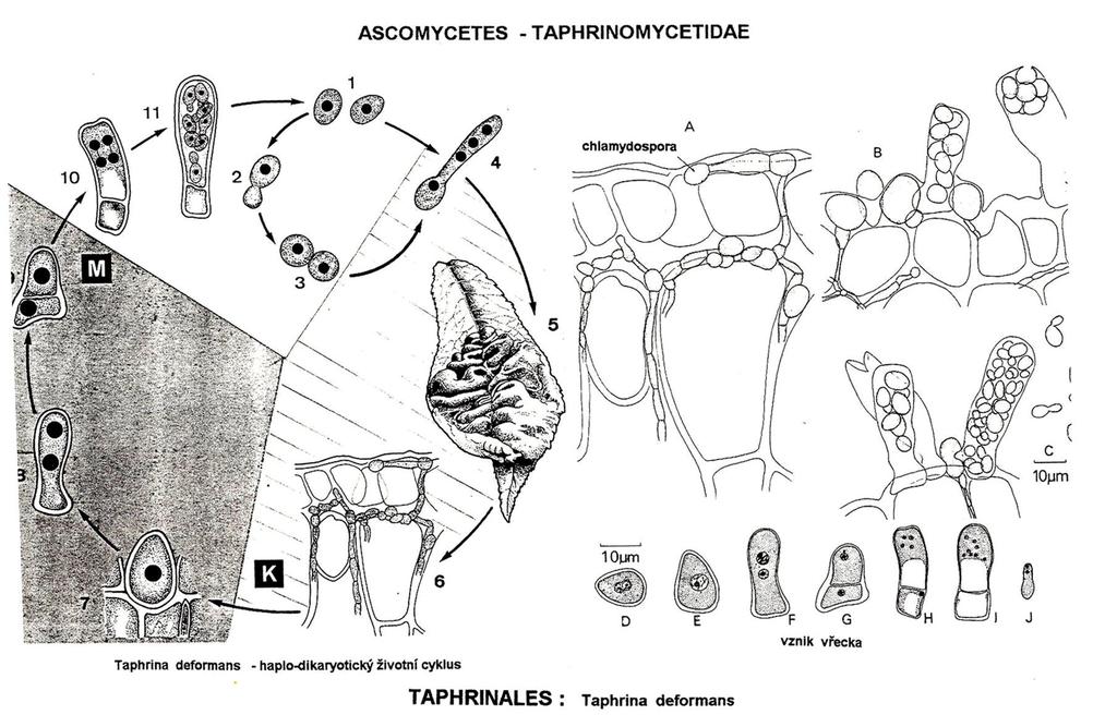 Taphrina deformans životní cyklus n